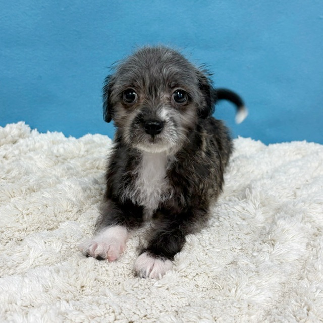 千葉県のハーフ犬・ミックス犬 (かねだい四街道店/2025年8月8日生まれ/女の子/その他色)の子犬の1枚目の画像