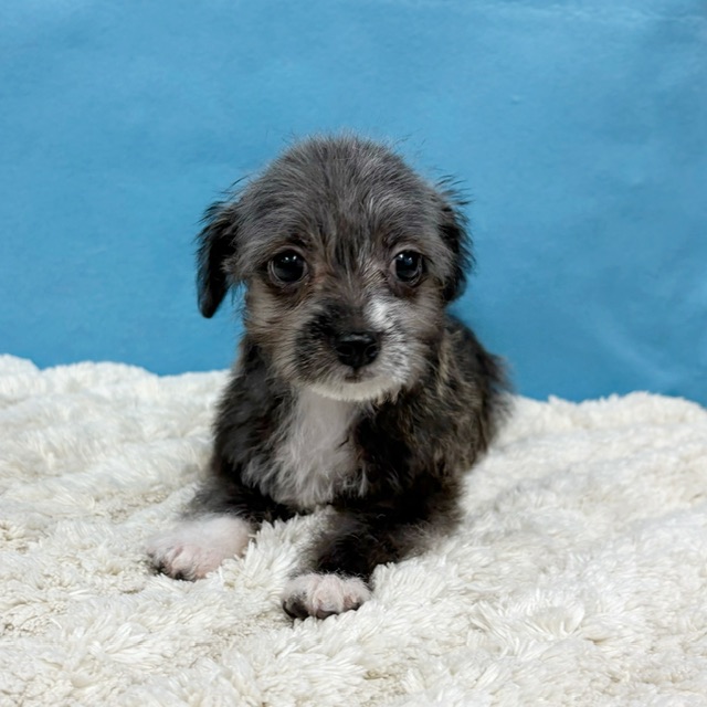 千葉県のハーフ犬・ミックス犬 (かねだい四街道店/2025年8月8日生まれ/女の子/その他色)の子犬の2枚目の画像