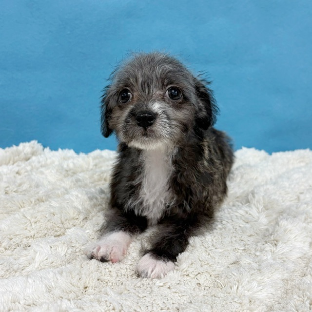 千葉県のハーフ犬・ミックス犬 (かねだい四街道店/2025年8月8日生まれ/女の子/その他色)の子犬の3枚目の画像