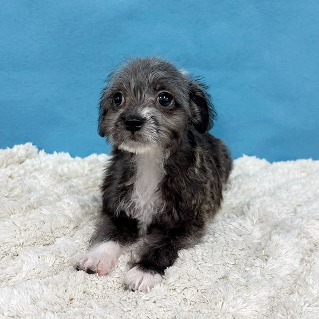 千葉県のハーフ犬・ミックス犬 (かねだい四街道店/2025年8月8日生まれ/女の子/その他色)の子犬の4枚目の画像