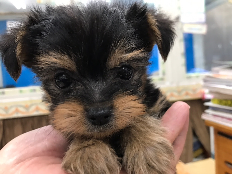 価格の安いmix犬 父 チワワ 母 Mix犬 トイプードル ヨークシャーテリア 株式会社かねだい 価格の安いmix犬 父 チワワ 母 Mix犬 トイプードル ヨークシャーテリア 株式会社かねだい