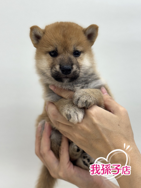 千葉県の柴犬(標準サイズ) (かねだい我孫子店/2025年8月9日生まれ/男の子/赤)の子犬の1枚目の画像