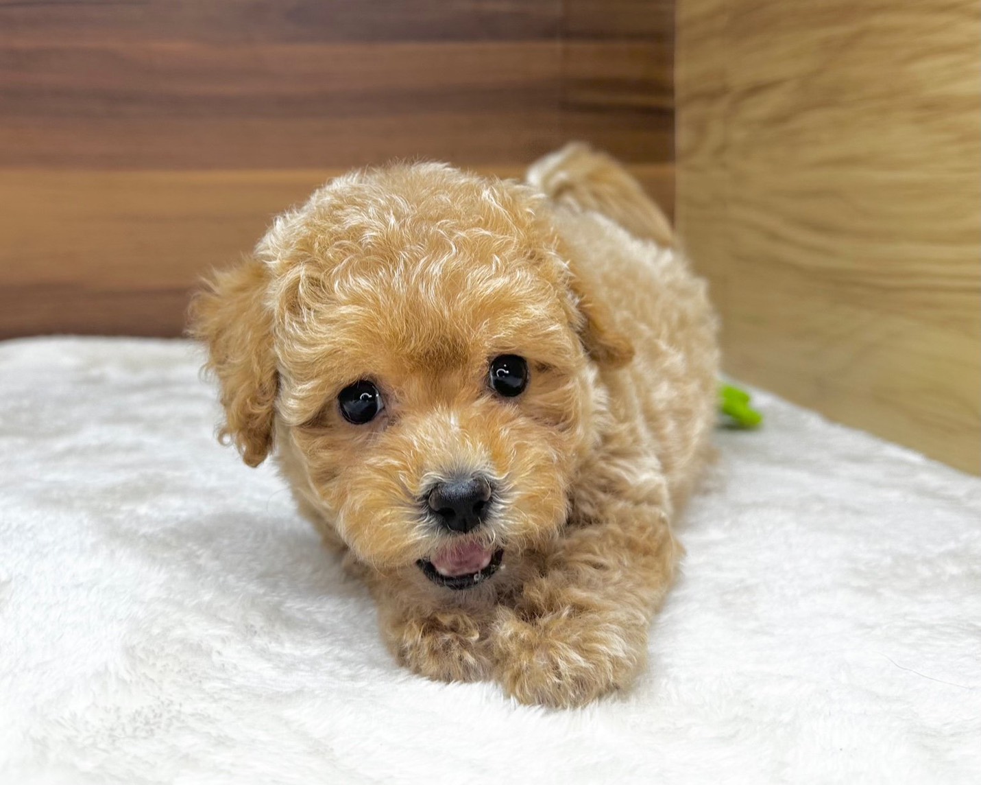 群馬県のハーフ犬・ミックス犬 (かねだいペットトライアル桐生/2025年8月10日生まれ/女の子/クリーム)の子犬の1枚目の画像