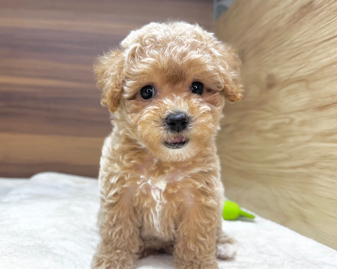 群馬県のハーフ犬・ミックス犬 (かねだいペットトライアル桐生/2025年8月10日生まれ/女の子/クリーム)の子犬の4枚目の画像