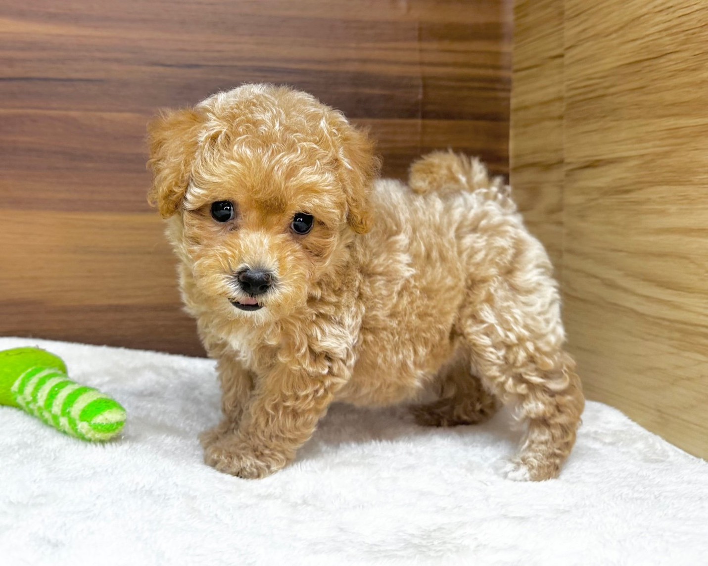 群馬県のハーフ犬・ミックス犬 (かねだいペットトライアル桐生/2025年8月10日生まれ/女の子/クリーム)の子犬の2枚目の画像