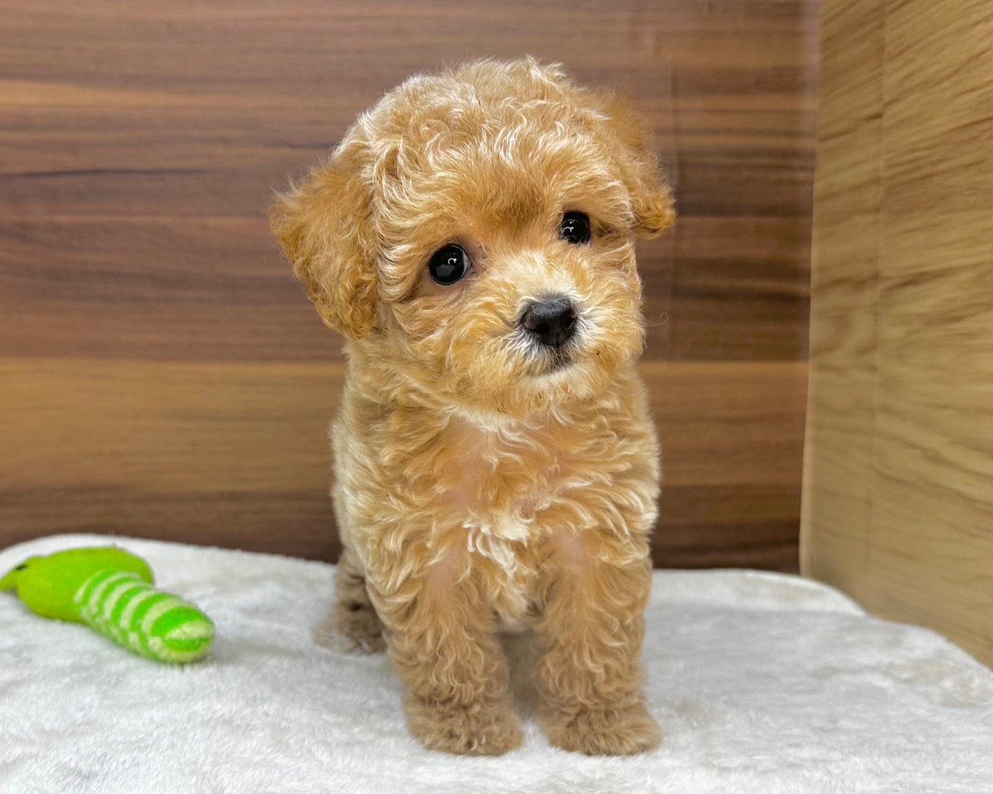 群馬県のハーフ犬・ミックス犬 (かねだいペットトライアル桐生/2025年8月10日生まれ/女の子/クリーム)の子犬の3枚目の画像
