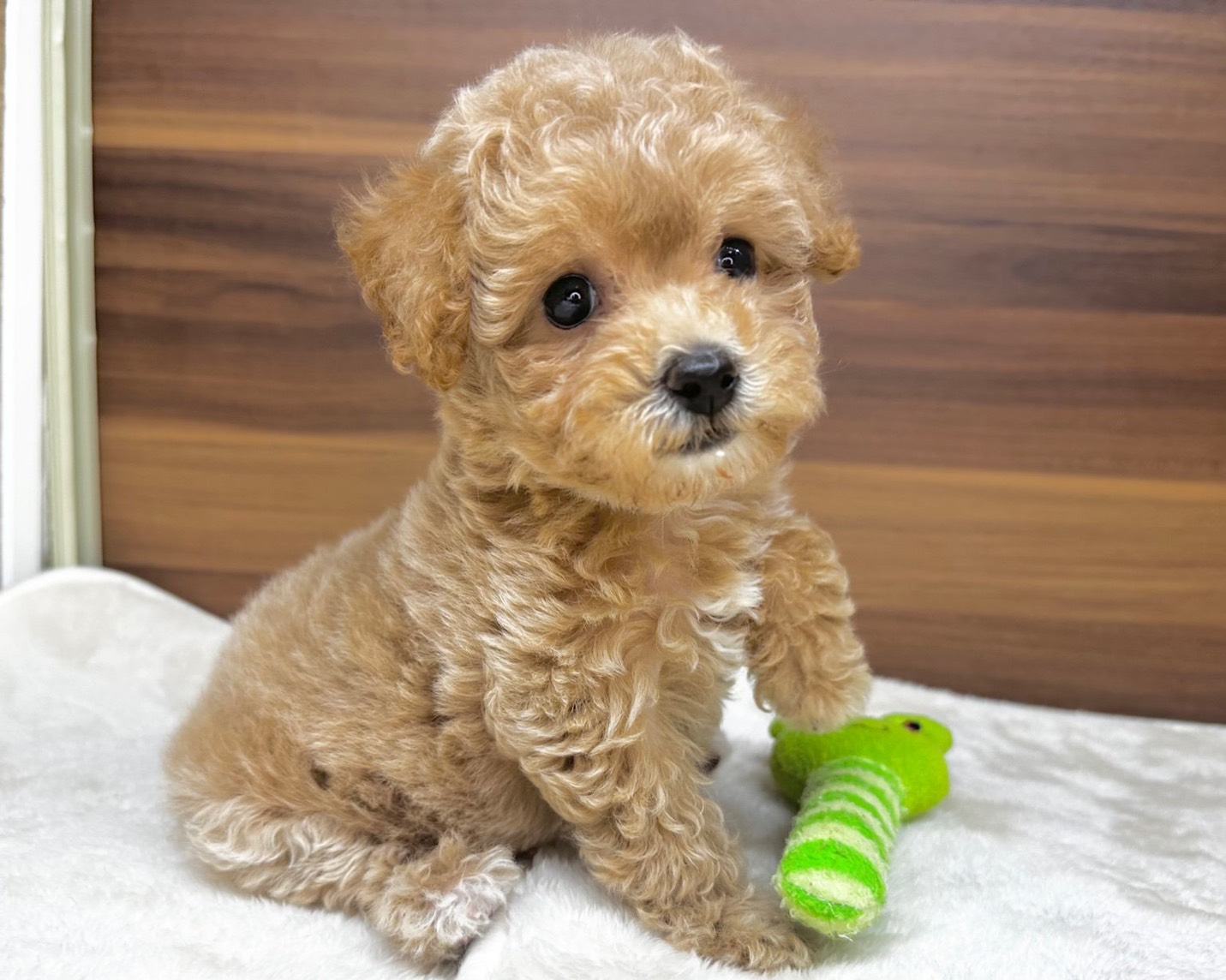 群馬県のビションプー(ビションフリーゼ×プードル) (かねだいペットトライアル桐生/2025年8月10日生まれ/女の子/クリーム)の子犬の1枚目の画像