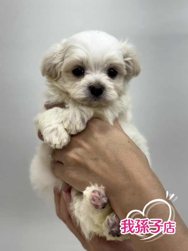 千葉県のハーフ犬・ミックス犬 (かねだい我孫子店/2025年8月9日生まれ/男の子/ホワイトブラウン)の子犬の1枚目の画像
