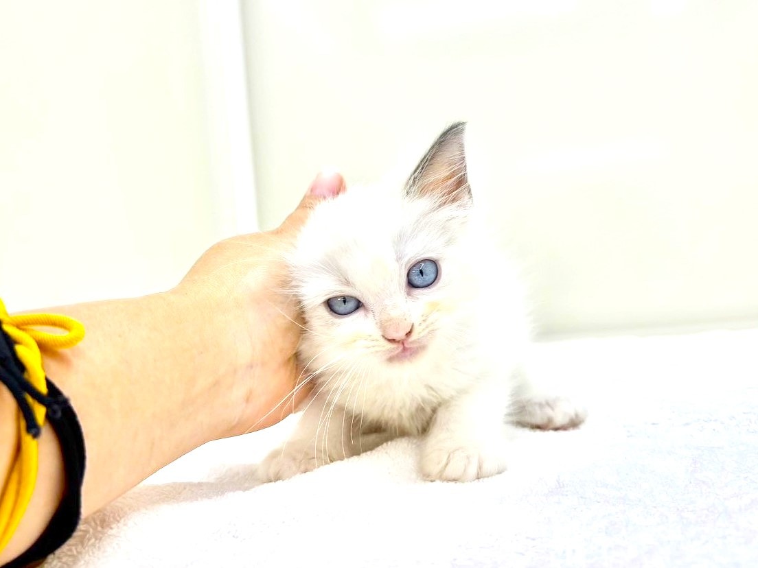 東京都のラグドール (かねだい本町田店/2025年8月17日生まれ/男の子/ブルーポイントバイカラー)の子猫の3枚目の画像