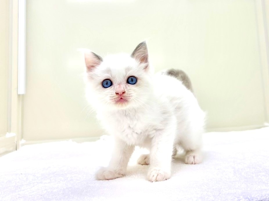 東京都のラグドール (かねだい本町田店/2025年8月15日生まれ/男の子/ブルーポイントバイカラー)の子猫の1枚目の画像