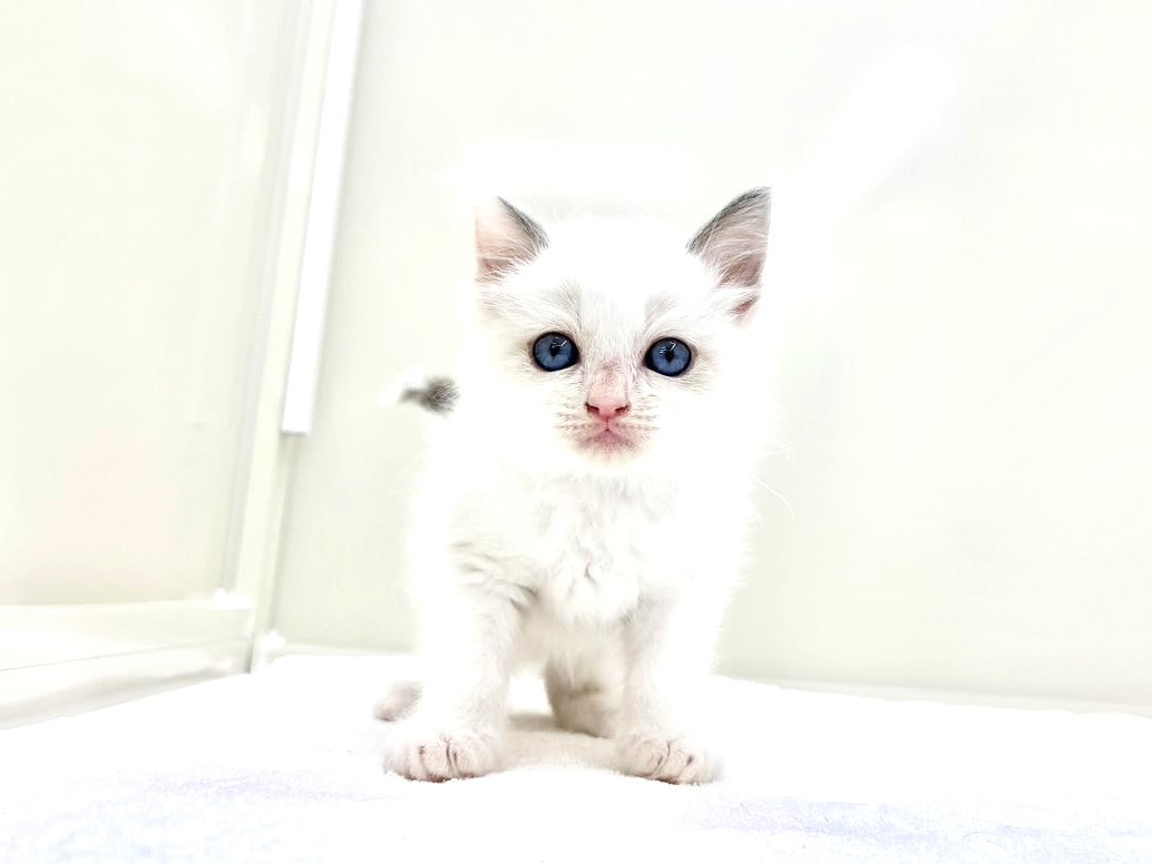 東京都のラグドール (かねだい本町田店/2025年8月15日生まれ/男の子/ブルーポイントバイカラー)の子猫の3枚目の画像