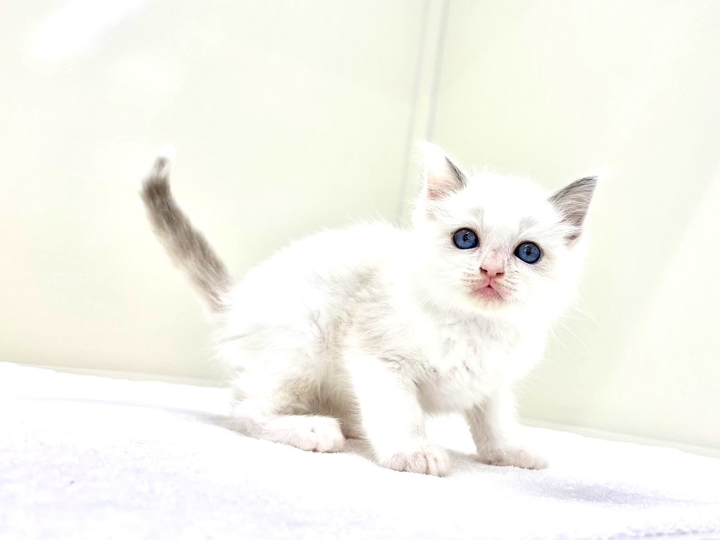 東京都のラグドール (かねだい本町田店/2025年8月15日生まれ/男の子/ブルーポイントバイカラー)の子猫の4枚目の画像