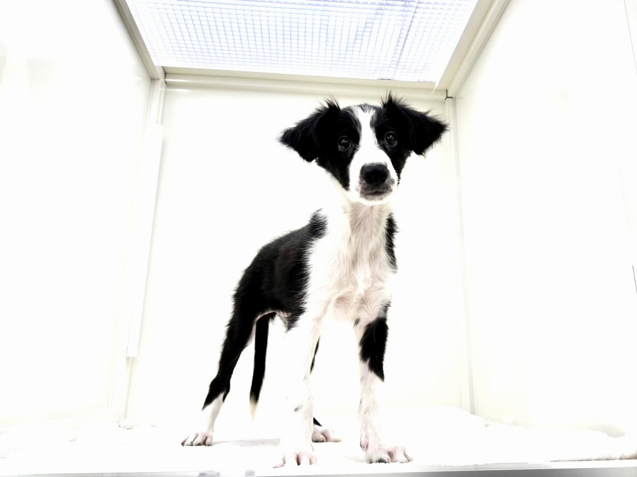 東京都のボーダーコリー (かねだい本町田店/2025年8月16日生まれ/男の子/ブラックホワイト)の子犬の4枚目の画像