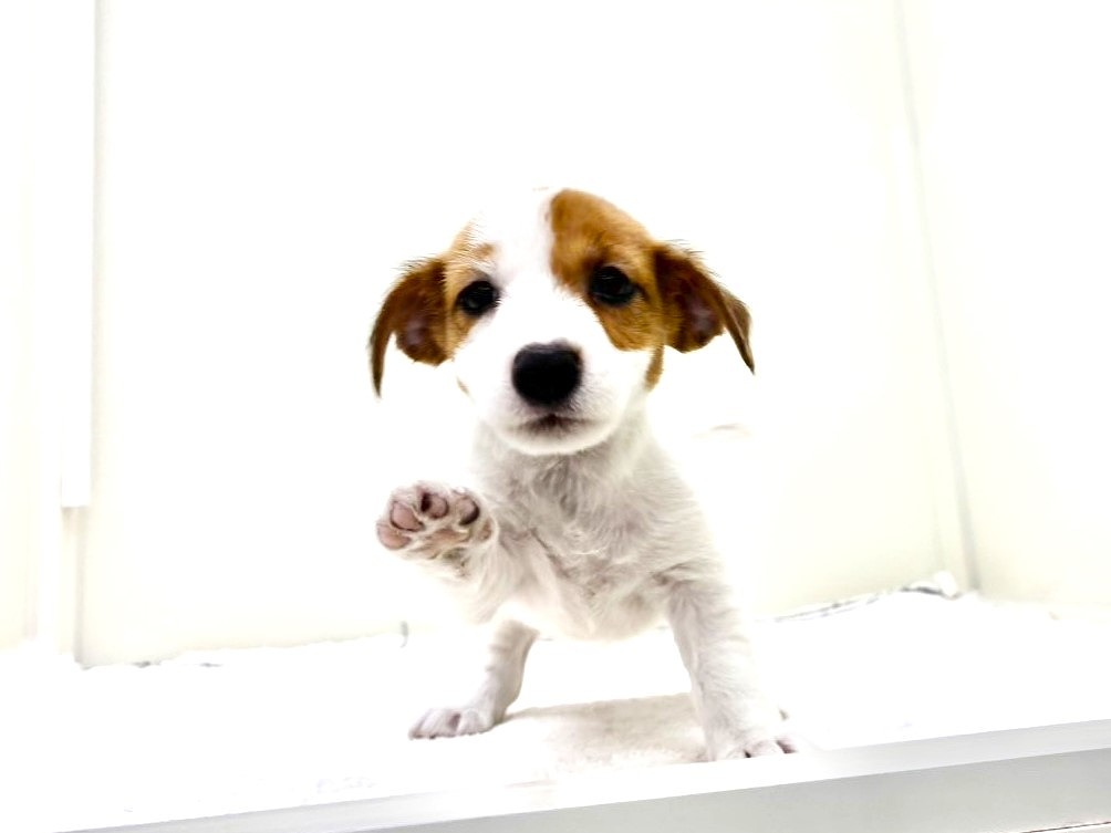 東京都のジャックラッセルテリア (かねだい本町田店/2025年8月17日生まれ/女の子/ホワイトタン)の子犬の3枚目の画像