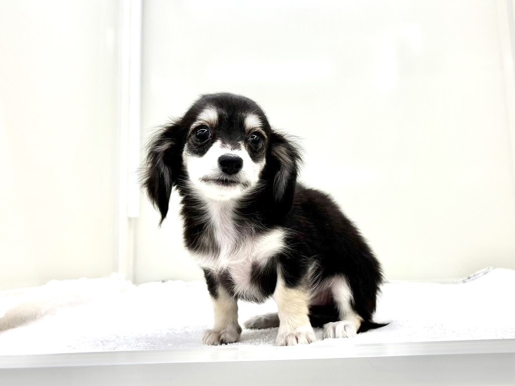 価格の安いMIX犬（父：チワワ 母：カニンヘンダックスフンド