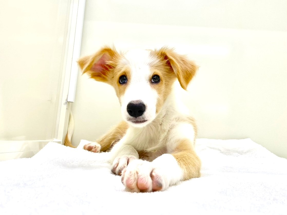 東京都のボーダーコリー (かねだい本町田店/2025年8月16日生まれ/男の子/レッドホワイト)の子犬の1枚目の画像