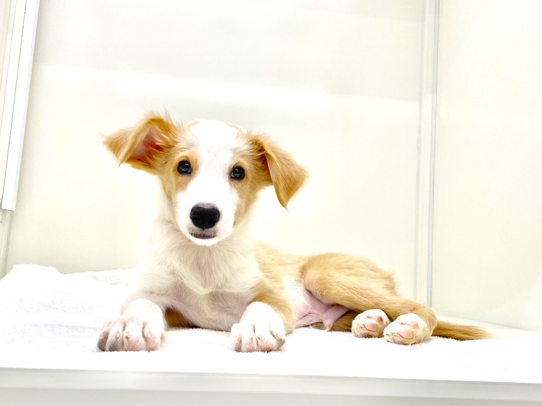 東京都のボーダーコリー (かねだい本町田店/2025年8月16日生まれ/男の子/レッドホワイト)の子犬の2枚目の画像