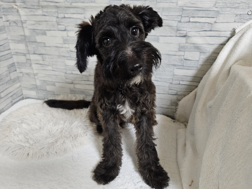 神奈川県のハーフ犬・ミックス犬 (かねだいペットトライアル相模原/2025年2月1日生まれ/男の子/ブラック)の子犬の2枚目の画像
