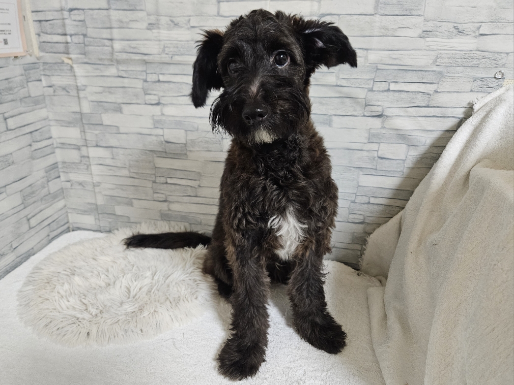 神奈川県のハーフ犬・ミックス犬 (かねだいペットトライアル相模原/2025年2月1日生まれ/男の子/ブラック)の子犬の3枚目の画像