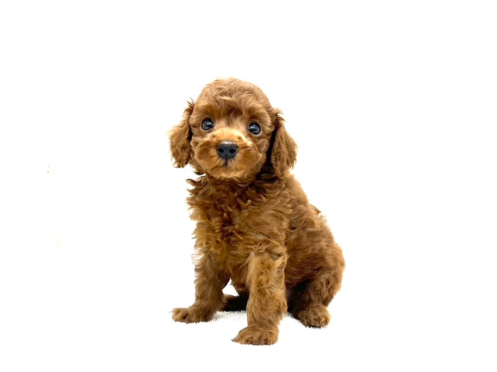 東京都のトイプードル(トイ) (かねだい本町田店/2025年8月16日生まれ/男の子/レッド)の子犬の2枚目の画像