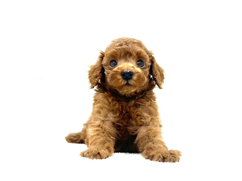 東京都のトイプードル(トイ) (かねだい本町田店/2025年8月16日生まれ/男の子/レッド)の子犬の3枚目の画像