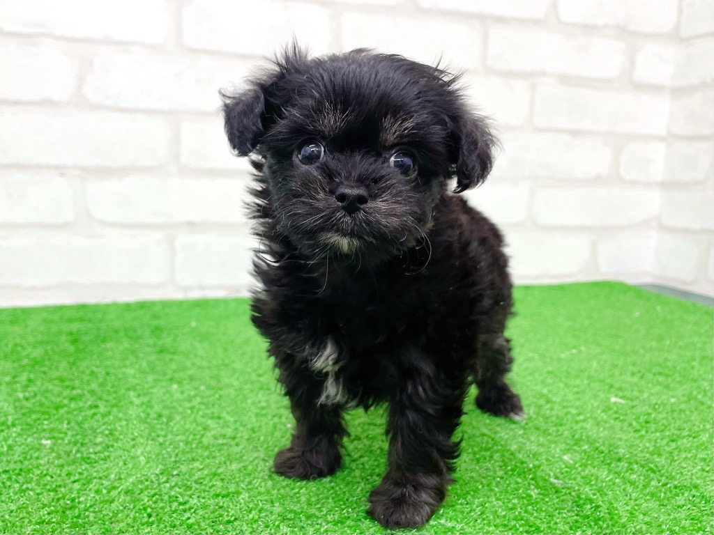 東京都のMIX犬　（父）ロングチワワ、（母）トイプードル (かねだい立川店/2025年8月17日生まれ/女の子/ブラックホワイト)の子犬の3枚目の画像