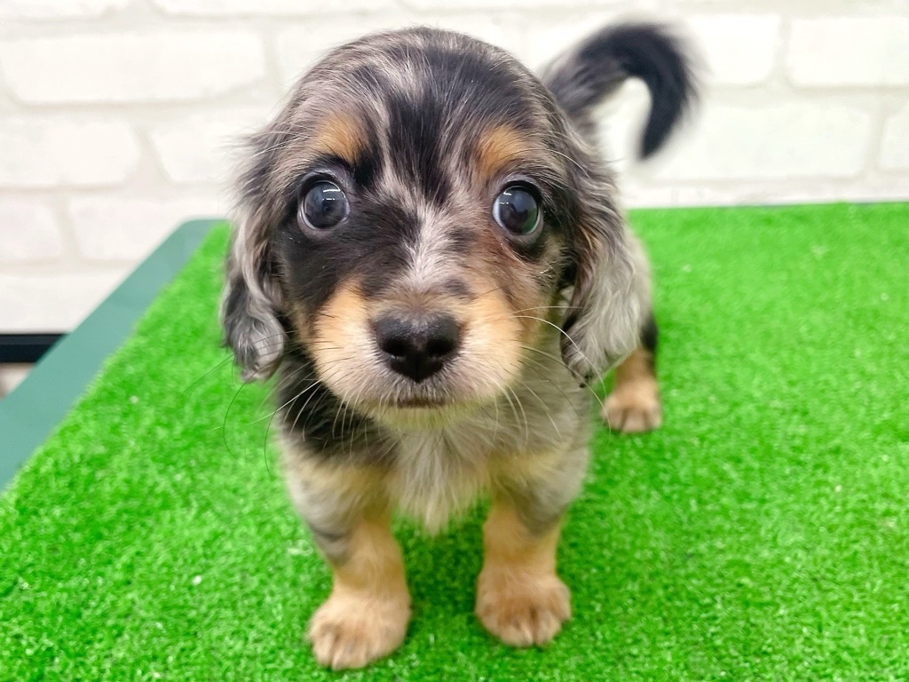 東京都のMIX犬　（父）ロングチワワ、（母）Mダックス (かねだい立川店/2025年8月16日生まれ/男の子/シルバーダップル)の子犬の2枚目の画像