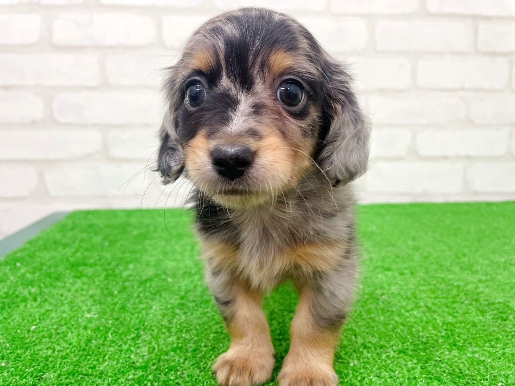 東京都のMIX犬　（父）ロングチワワ、（母）Mダックス (かねだい立川店/2025年8月16日生まれ/男の子/シルバーダップル)の子犬の3枚目の画像