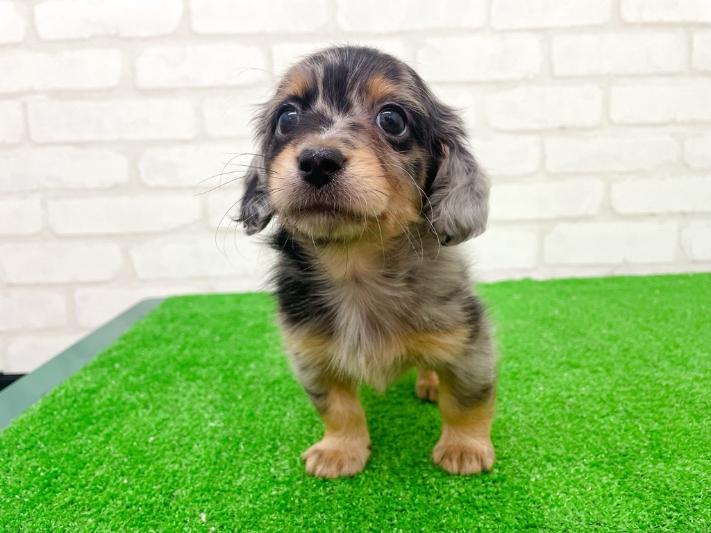 東京都のMIX犬　（父）ロングチワワ、（母）Mダックス (かねだい立川店/2025年8月16日生まれ/男の子/シルバーダップル)の子犬の4枚目の画像