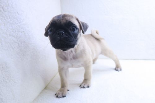 神奈川県のパグ (かねだい海老名店/2025年8月16日生まれ/男の子/フォーン)の子犬