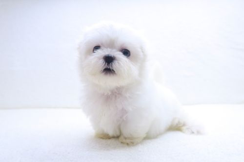 神奈川県のハーフ犬・ミックス犬 (かねだい海老名店/2025年8月16日生まれ/女の子/ホワイト)の子犬