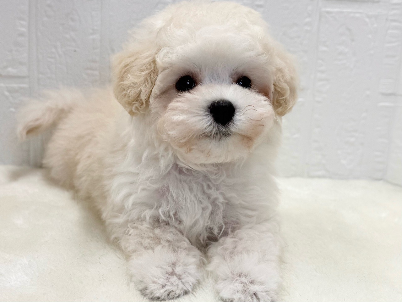 トイプーママ❤️ 価格の安いMIX犬（父：マルチーズ 母：トイプードル
