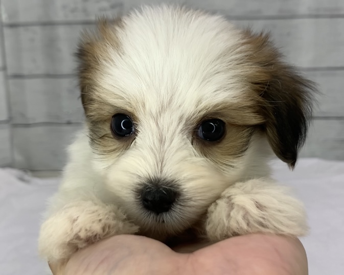 千葉県のハーフ犬・ミックス犬 (かねだい千葉店/2025年8月17日生まれ/男の子/ホワイトブラウン)の子犬の1枚目の画像