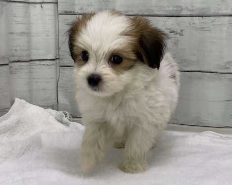 千葉県のハーフ犬・ミックス犬 (かねだい千葉店/2025年8月17日生まれ/男の子/ホワイトブラウン)の子犬の2枚目の画像