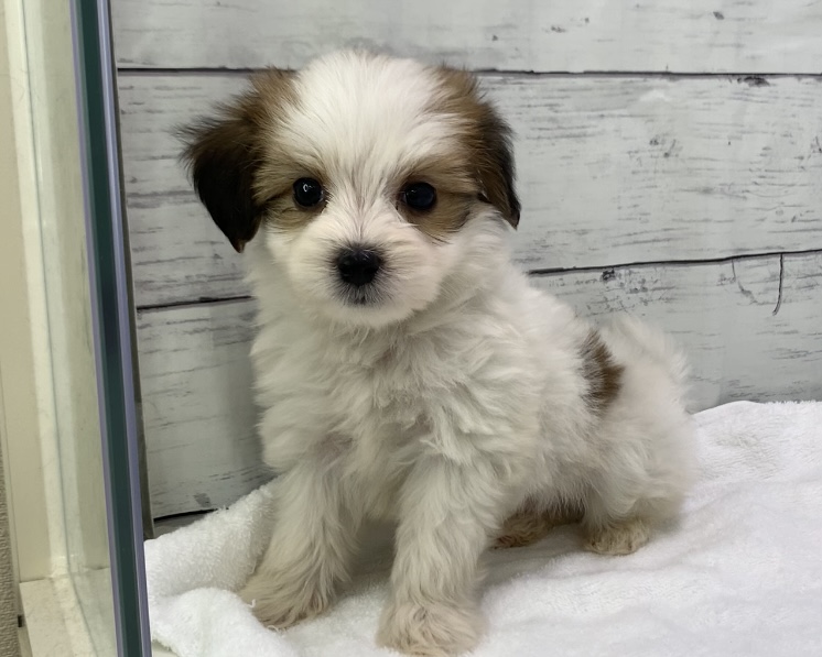 千葉県のハーフ犬・ミックス犬 (かねだい千葉店/2025年8月17日生まれ/男の子/ホワイトブラウン)の子犬の3枚目の画像