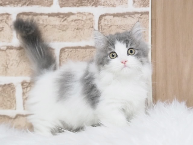 埼玉県のミヌエット (かねだい戸田店/2025年8月18日生まれ/男の子/ブルーホワイト)の子猫の1枚目の画像