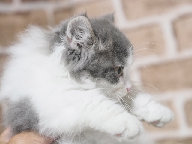 埼玉県のミヌエット (かねだい戸田店/2025年8月18日生まれ/男の子/ブルーホワイト)の子猫の2枚目の画像