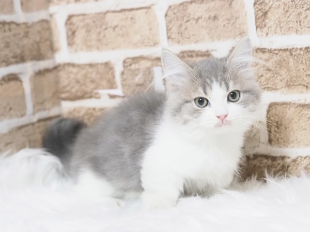 埼玉県のミヌエット (かねだい戸田店/2025年8月18日生まれ/男の子/ブルーホワイト)の子猫