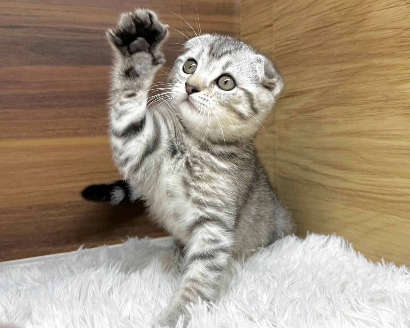 群馬県のマンチカン (かねだいペットトライアル桐生/2025年8月15日生まれ/男の子/シルバータビー)の子猫の2枚目の画像