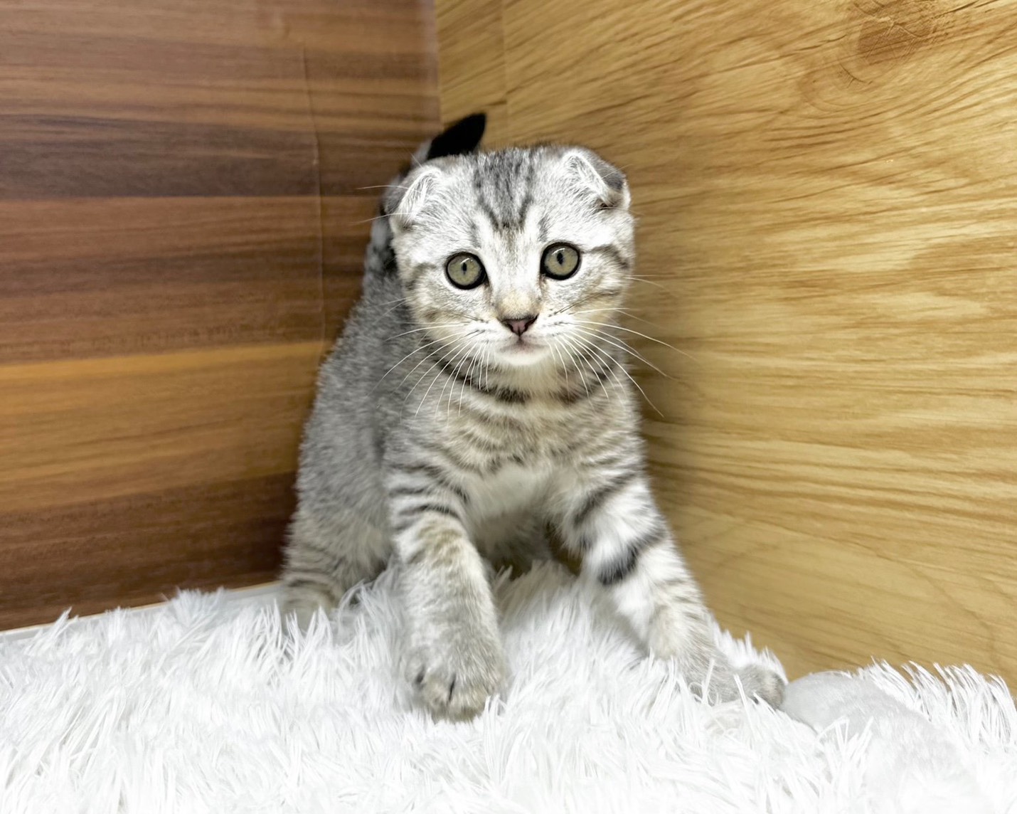群馬県のマンチカン (かねだいペットトライアル桐生/2025年8月15日生まれ/男の子/シルバータビー)の子猫の3枚目の画像