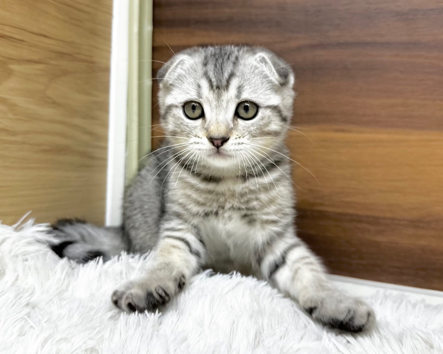 群馬県のマンチカン (かねだいペットトライアル桐生/2025年8月15日生まれ/男の子/シルバータビー)の子猫の4枚目の画像