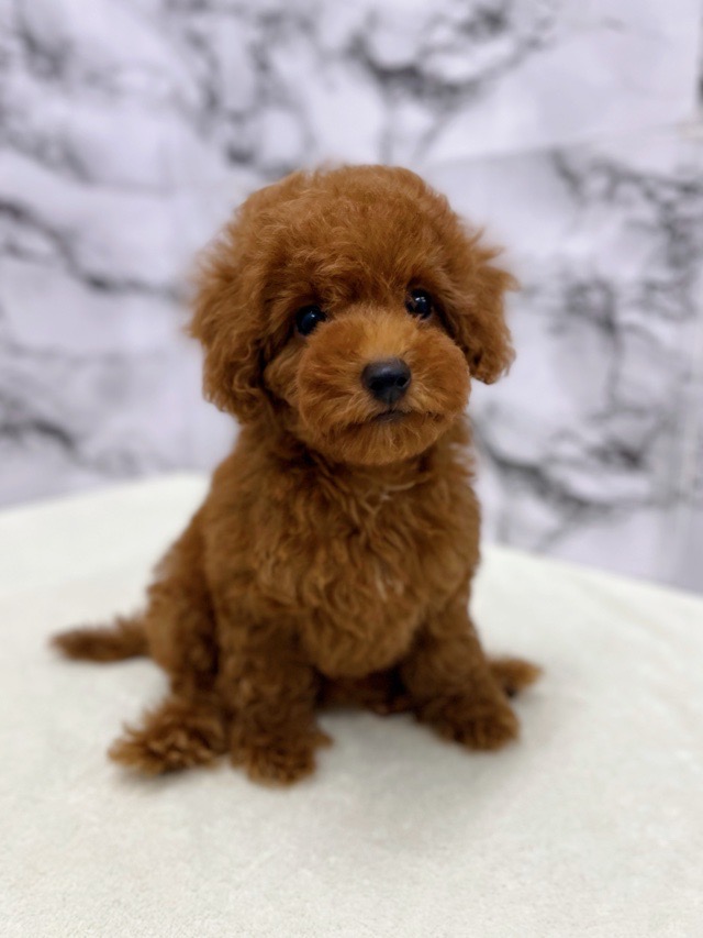 神奈川県のトイプードル(トイ) (かねだい東戸塚店/2025年7月31日生まれ/女の子/レッド)の子犬の1枚目の画像