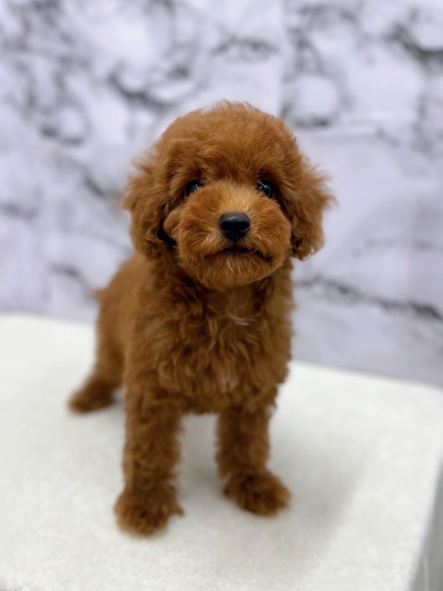 神奈川県のトイプードル(トイ) (かねだい東戸塚店/2025年7月31日生まれ/女の子/レッド)の子犬の4枚目の画像