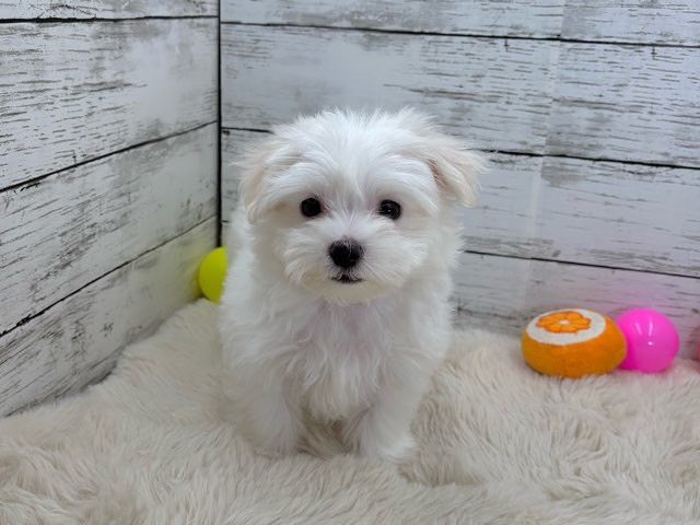 新潟県のマルチーズ (かねだいペットトライアル魚沼/2025年8月8日生まれ/男の子/ホワイト)の子犬の1枚目の画像
