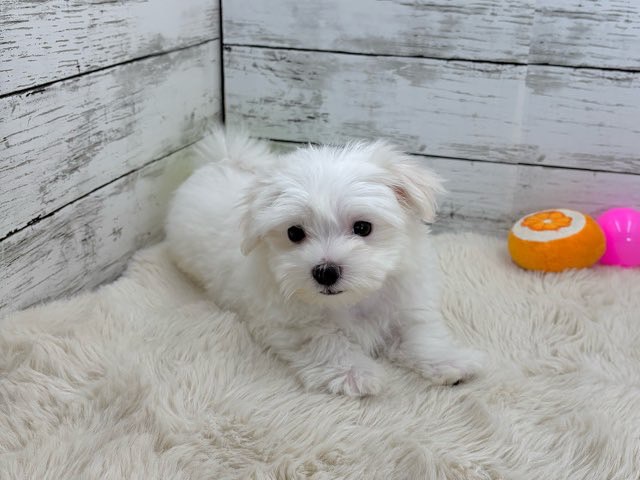 新潟県のマルチーズ (かねだいペットトライアル魚沼/2025年8月8日生まれ/男の子/ホワイト)の子犬の2枚目の画像
