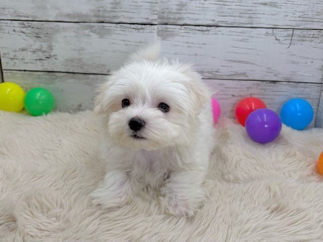 新潟県のマルチーズ (かねだいペットトライアル魚沼/2025年8月8日生まれ/男の子/ホワイト)の子犬の3枚目の画像
