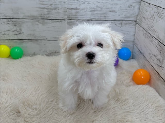 新潟県のマルチーズ (かねだいペットトライアル魚沼/2025年8月8日生まれ/男の子/ホワイト)の子犬の4枚目の画像