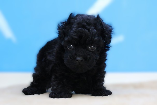 埼玉県のトイプードル(トイ) (かねだい草加店/2025年8月19日生まれ/男の子/ブラック)の子犬