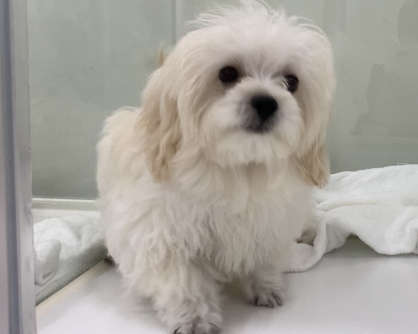 千葉県のハーフ犬・ミックス犬 (かねだい千葉店/2025年5月11日生まれ/男の子/クリーム)の子犬の2枚目の画像