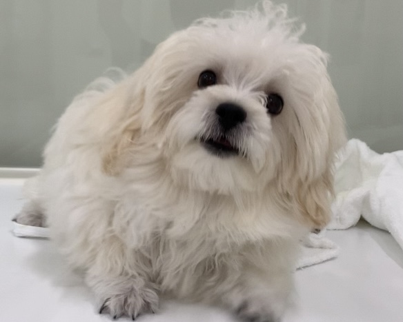 千葉県のハーフ犬・ミックス犬 (かねだい千葉店/2025年5月11日生まれ/男の子/クリーム)の子犬の1枚目の画像